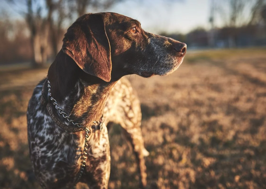 Win a Kansas Hunting Trip - Image 4